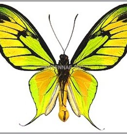 Ornithoptera paradisea occidentalis M A1 Irian Jaya, Indonesia