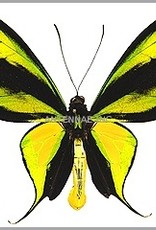 Ornithoptera paradisea occidentalis M A1 Irian Jaya, Indonesia