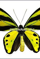 Ornithoptera tithonus tithonus M A1 Indonesia