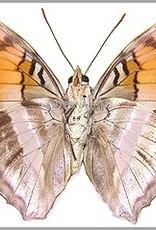 Doxocopa druryi griseldis M A1 Peru