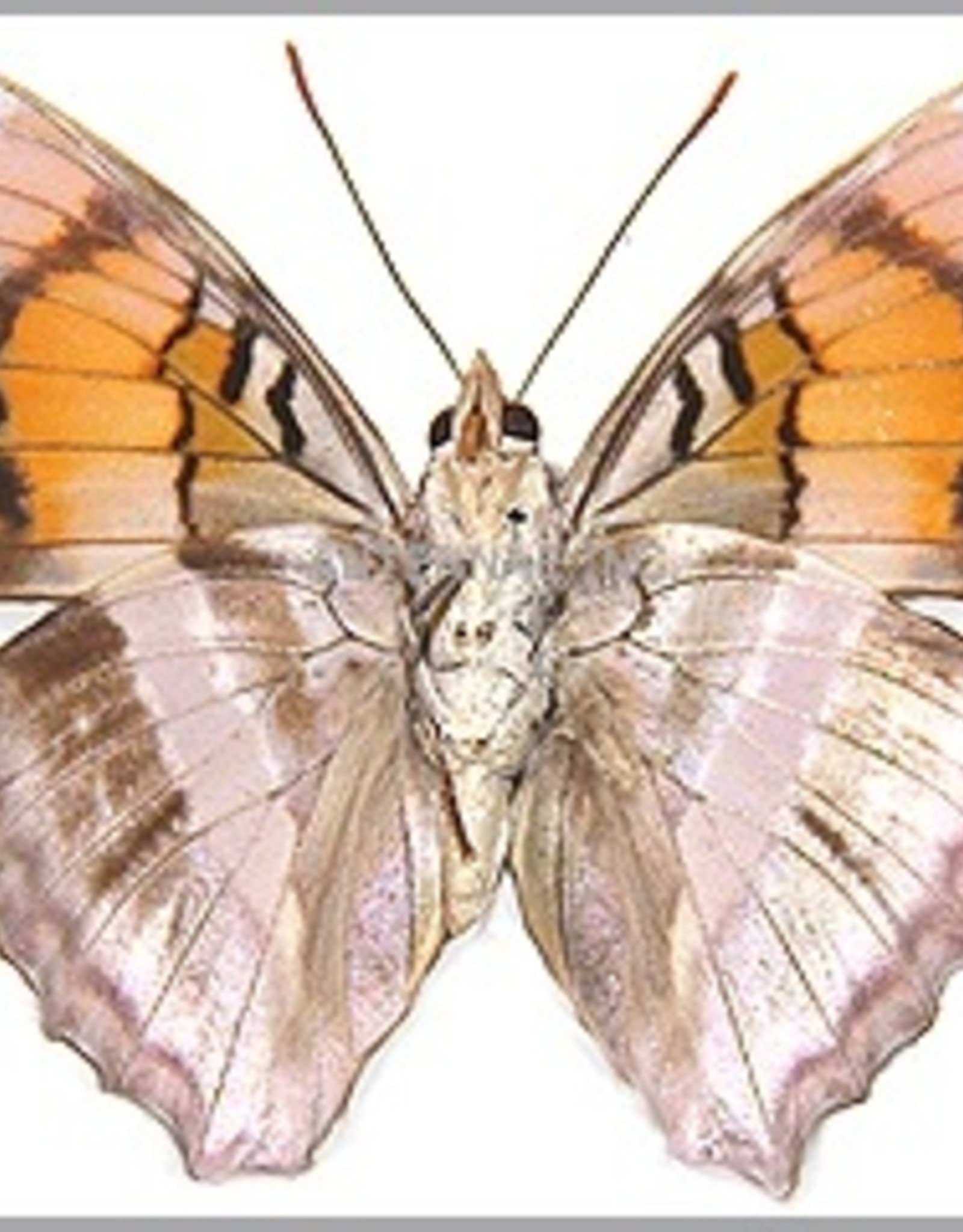 Doxocopa druryi griseldis M A1 Peru