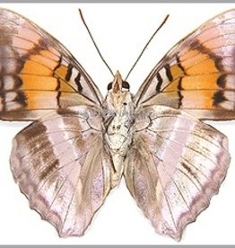 Doxocopa druryi griseldis M A1 Peru