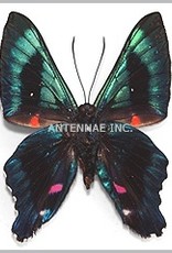 Ancyluris MIX M A1 Peru