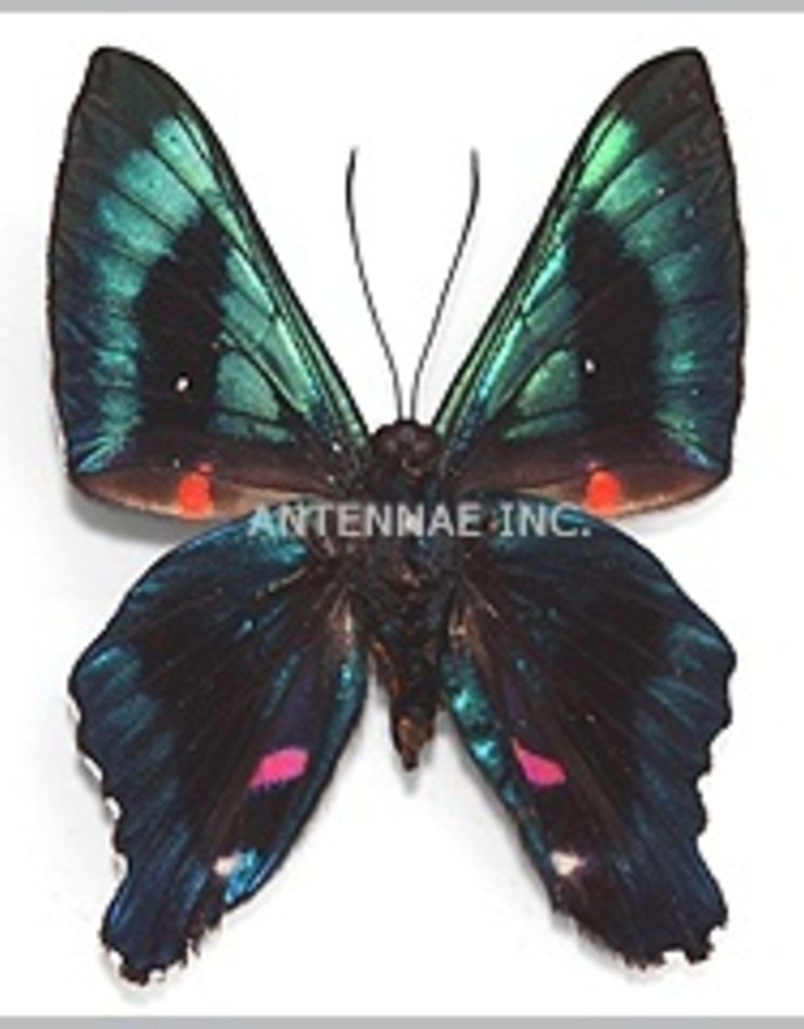 unmounted butterfly ANCYLURIS ETIAS 