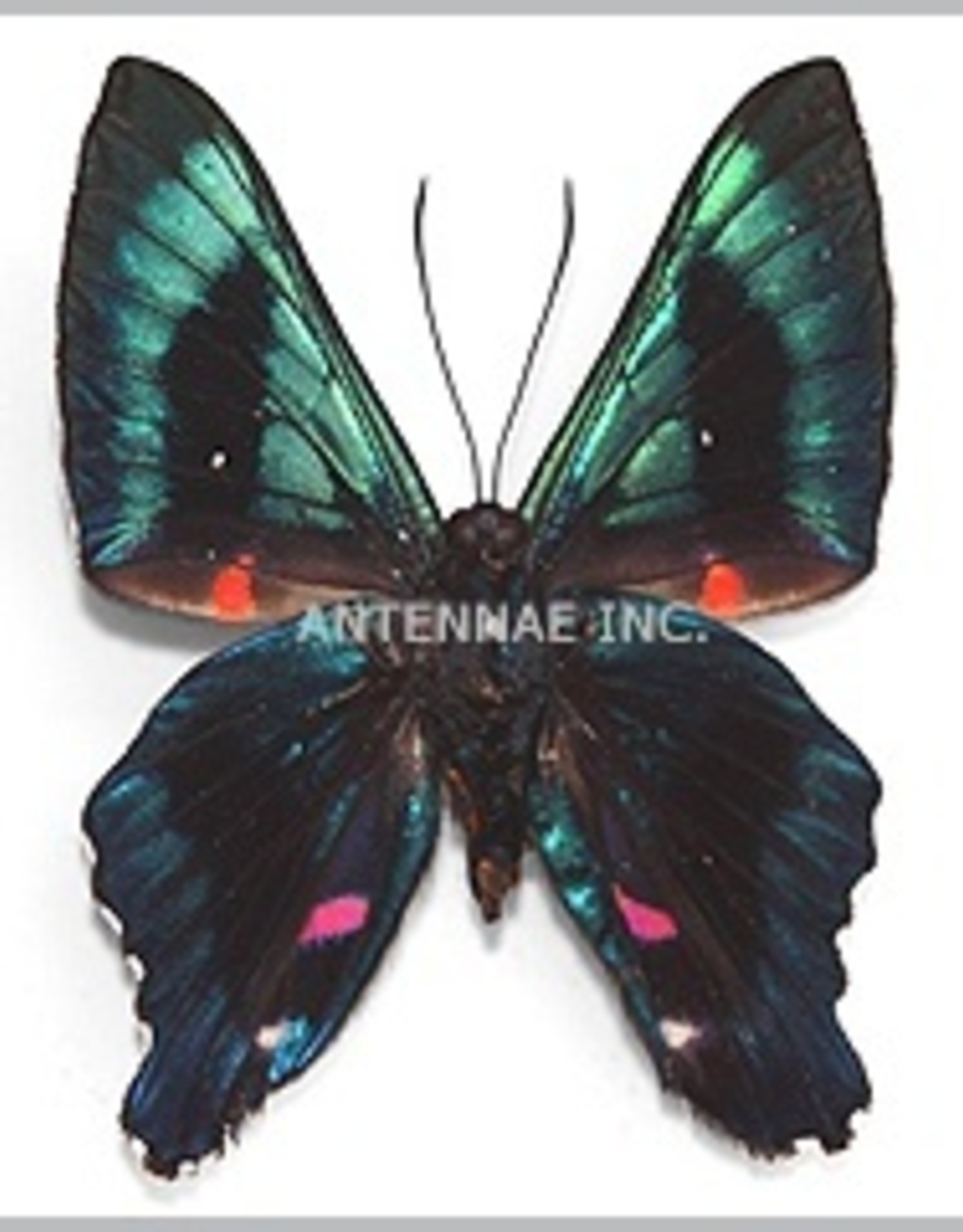 Ancyluris MIX M A1 Peru