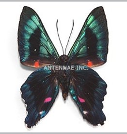 Ancyluris MIX M A1 Peru