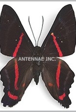 Ancyluris MIX M A1 Peru