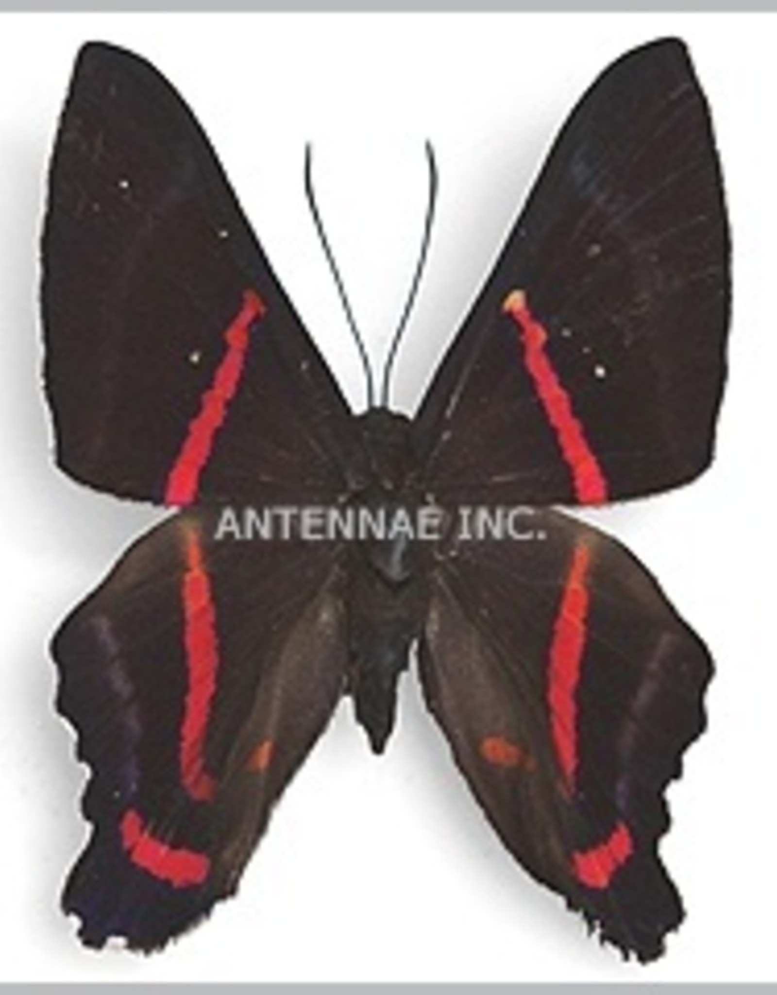 Ancyluris MIX M A1 Peru