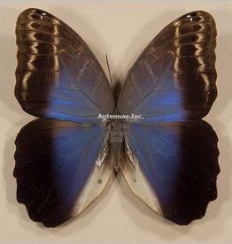 Caligo idomeneus idomenides PAIR A1 Upper Huallaga Valley, Peru