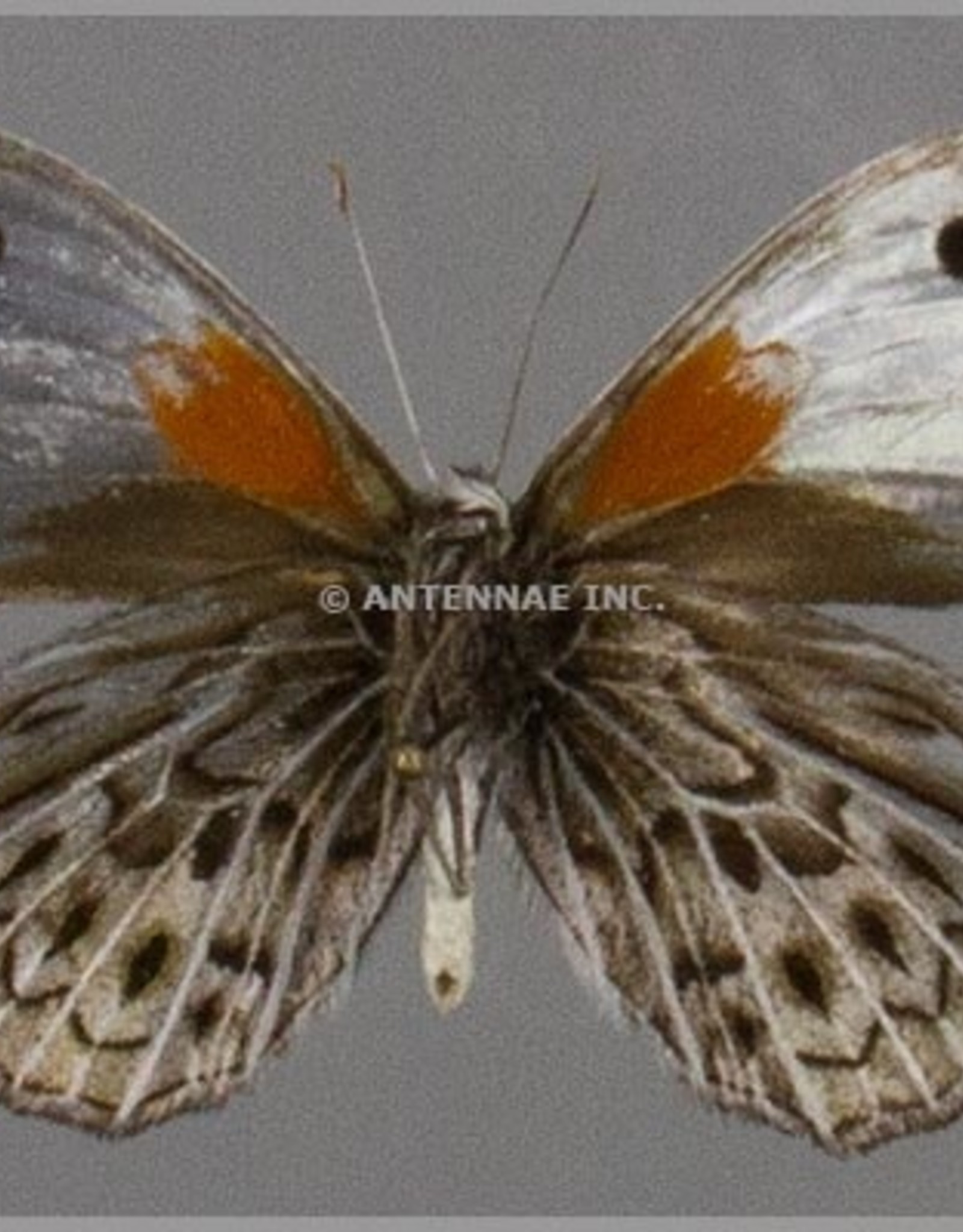 Argyrophorus argenteus M A1 Argentina