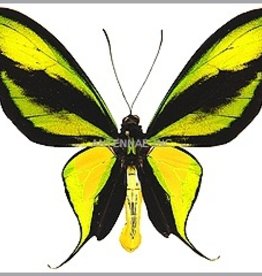 Ornithoptera paradisea occidentalis PAIR A1 Irian Jaya, Indonesia