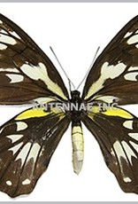 Ornithoptera victoriae regis F A1 PNG