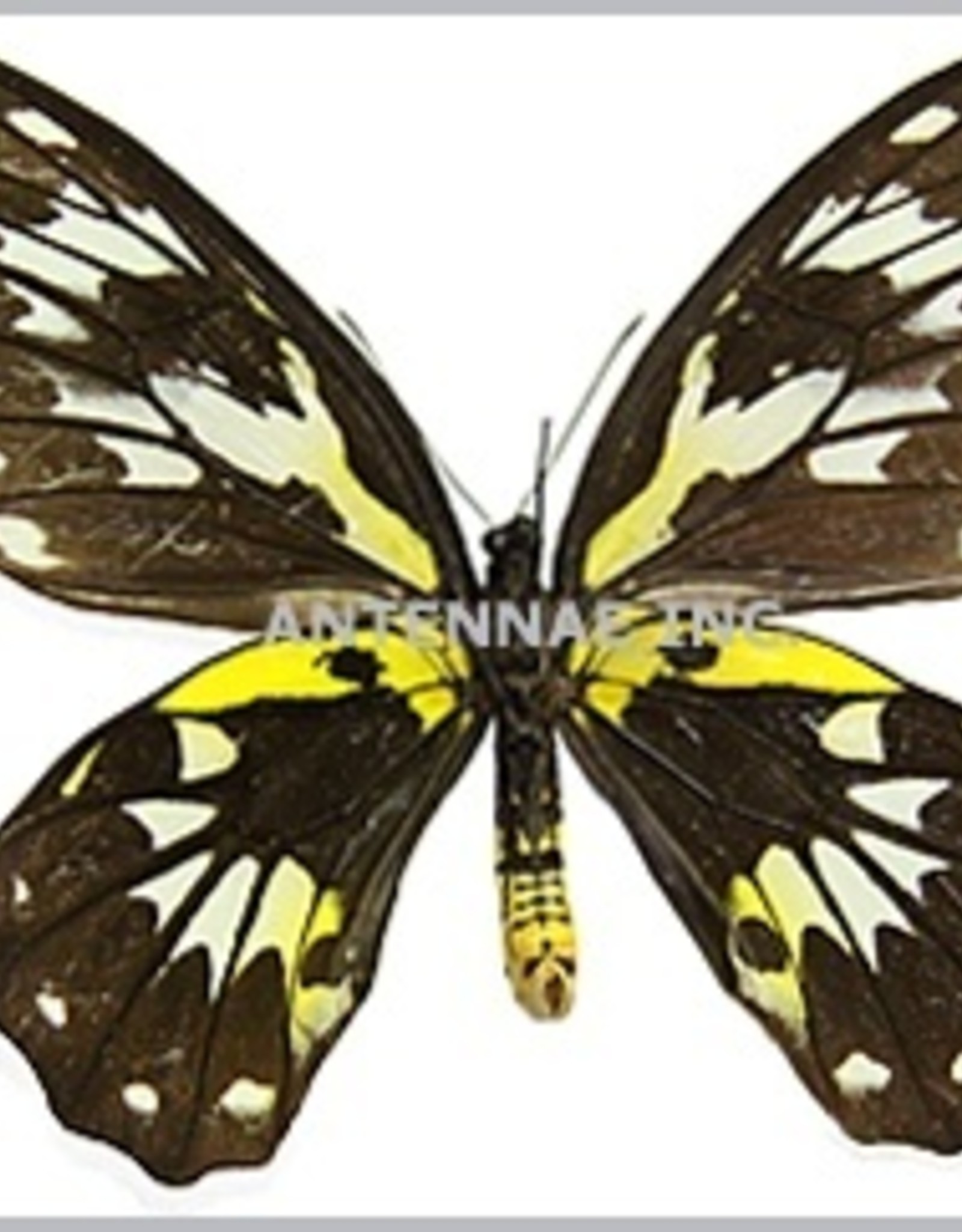 Ornithoptera victoriae regis F A1 PNG