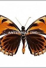 Papilio bachus chrysomelas M A1 Peru