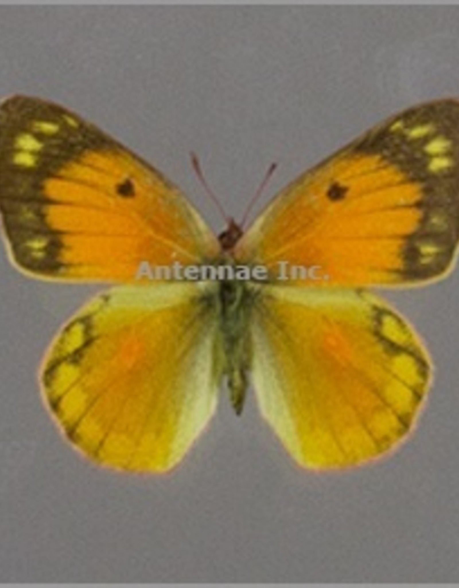 Colias lesbia lesbia PAIR A1 Argentina