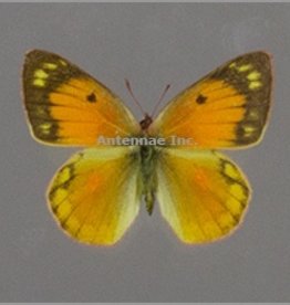 Colias lesbia lesbia PAIR A1 Argentina