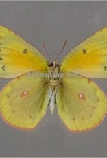 Colias lesbia lesbia PAIR A1 Argentina