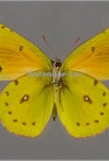 Colias lesbia lesbia PAIR A1 Argentina