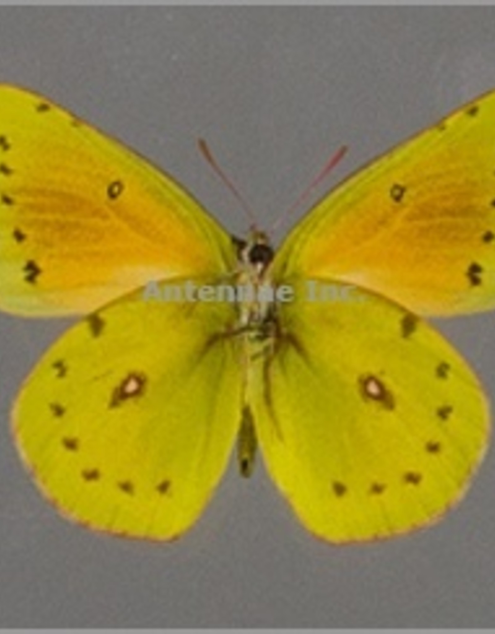 Colias lesbia lesbia PAIR A1 Argentina