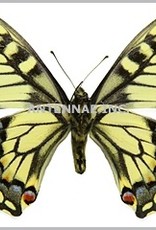 Papilio aliaska (machaon aliaska) M A1- Yukon Territory, Canada