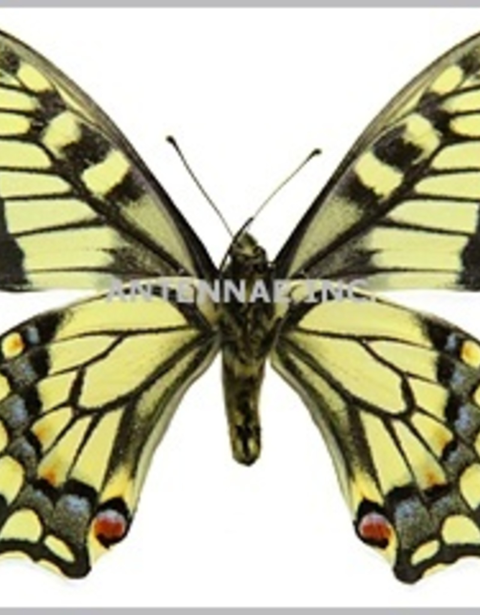 Papilio aliaska (machaon aliaska) M A1- Yukon Territory, Canada