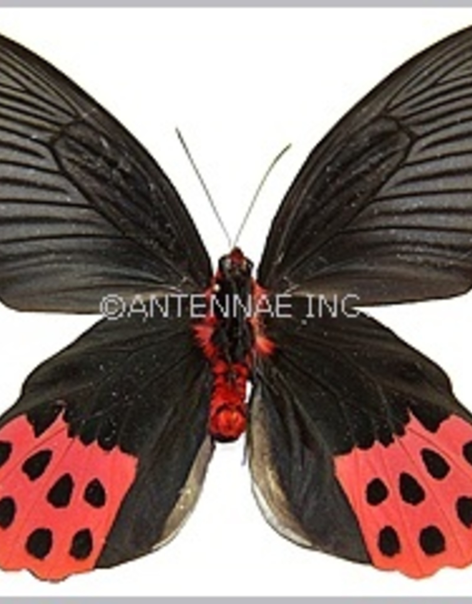Atrophaneura horishana M A1 Taiwan Butterfly Art Inc.