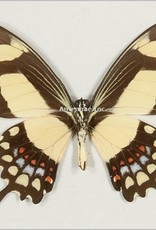 Papilio torquatus torquatus M A1 Peru