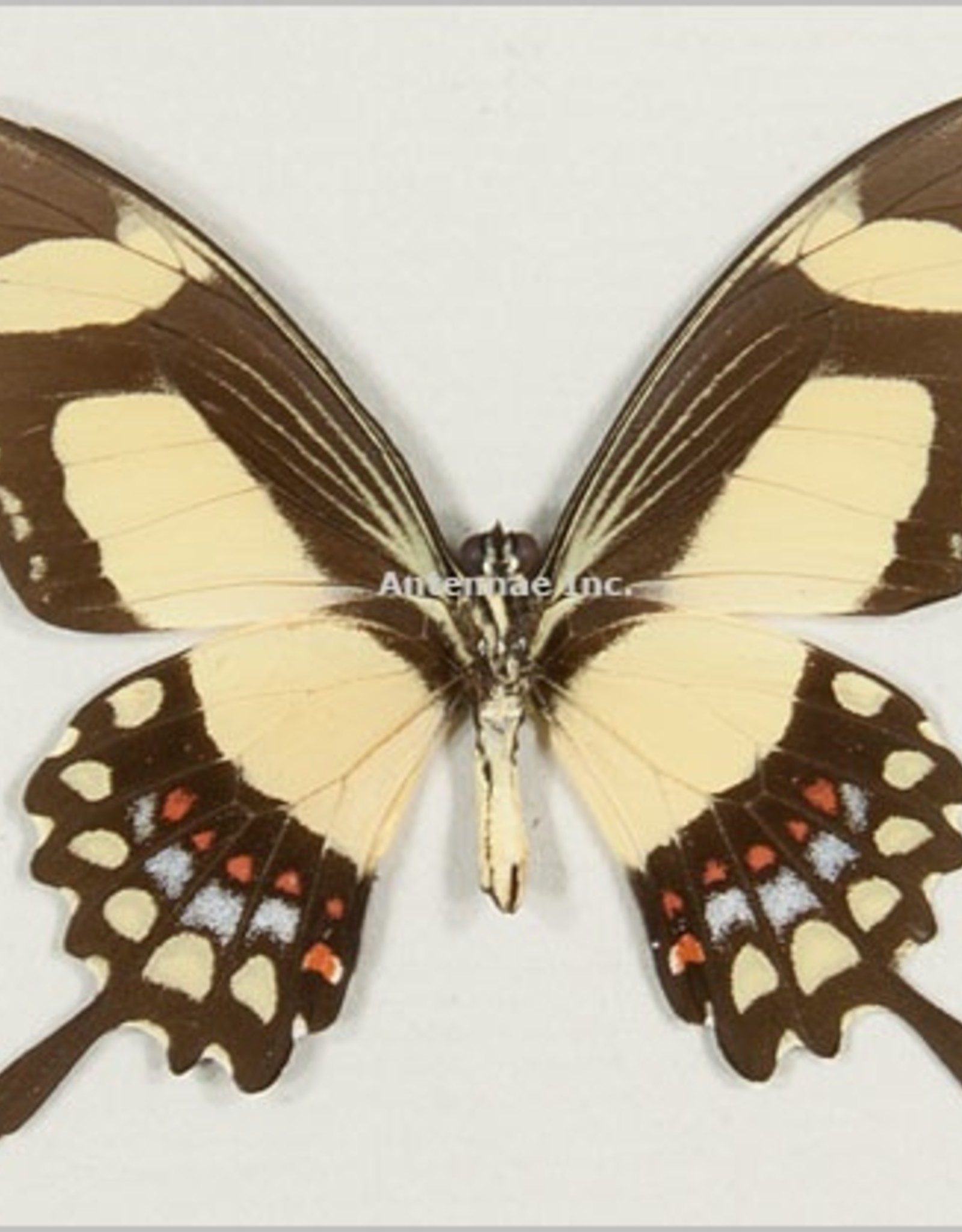 Papilio torquatus torquatus M A1 Peru