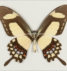 Papilio torquatus torquatus M A1 Peru