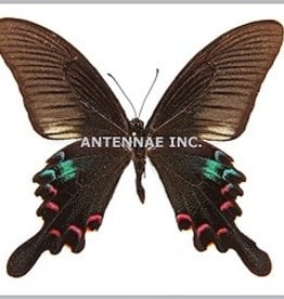 Papilio polyctor stockleyi M A1 Thailand