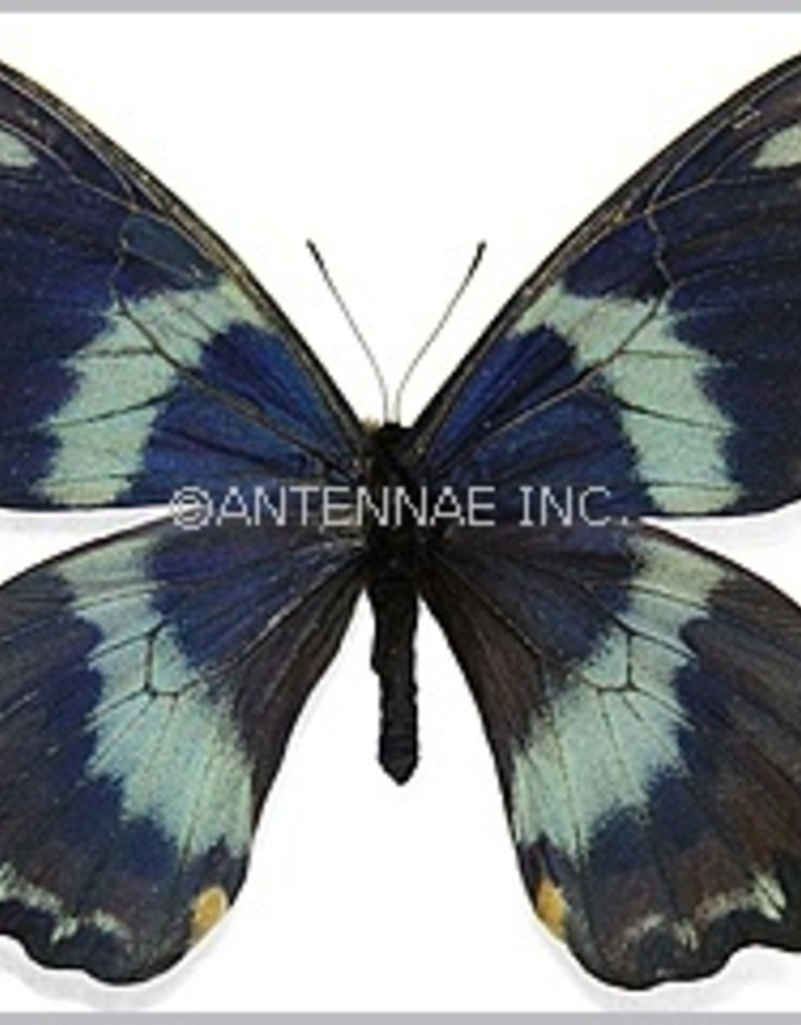 Papilio toboroi PAIR A1 Solomon Islands