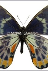 Papilio toboroi PAIR A1 Solomon Islands