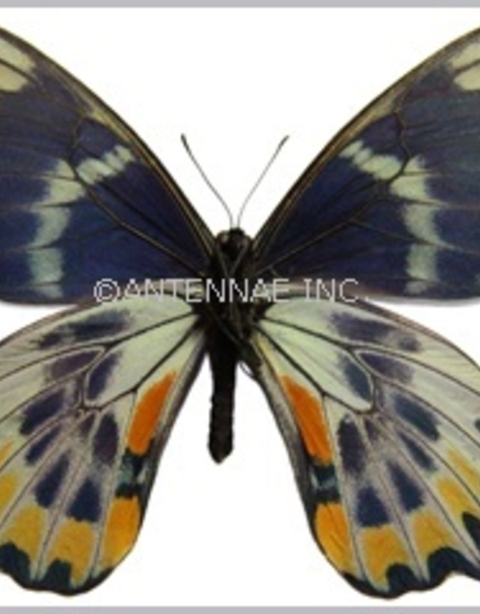 Papilio toboroi PAIR A1 Solomon Islands