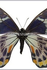 Papilio toboroi PAIR A1 Solomon Islands