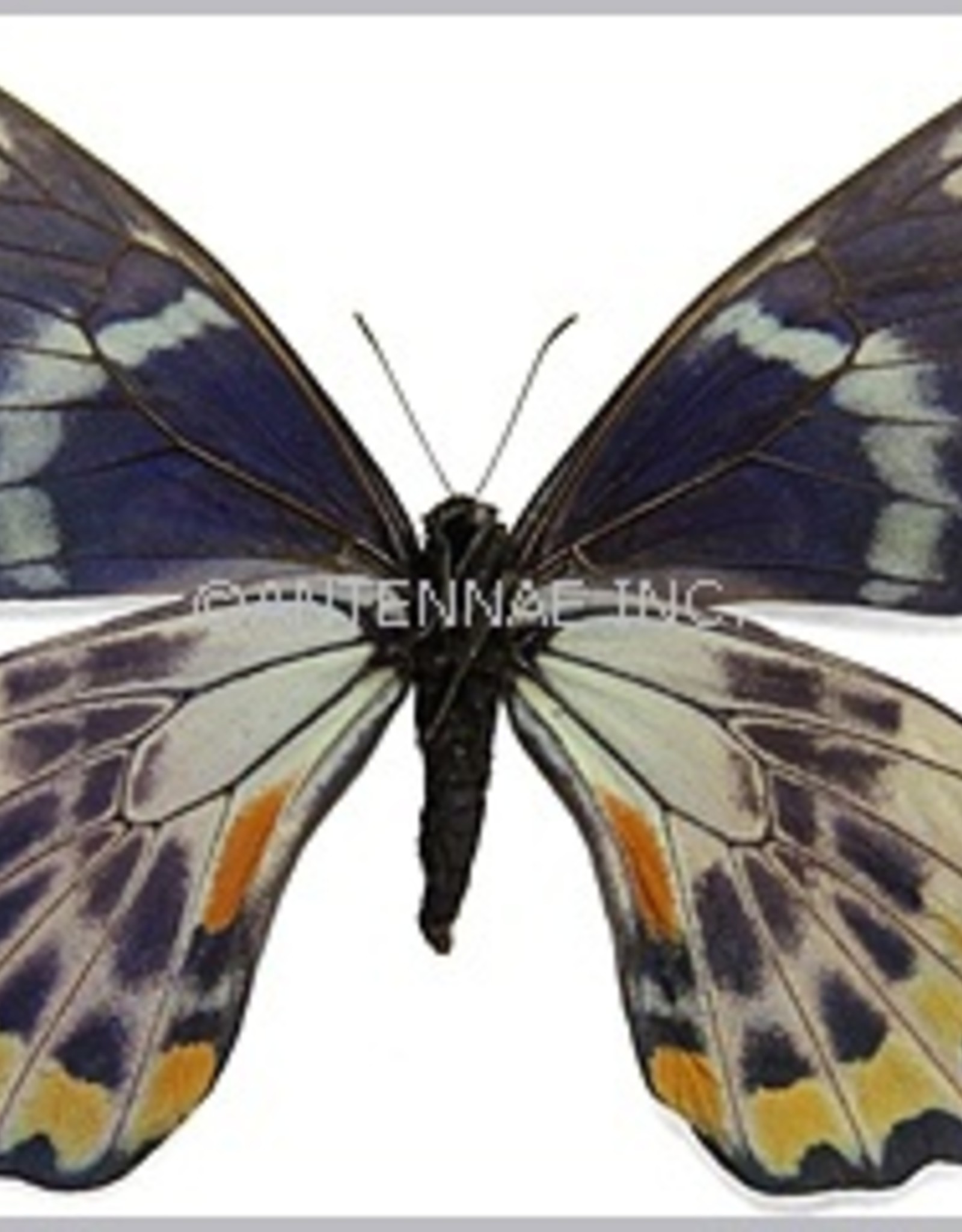 Papilio toboroi PAIR A1 Solomon Islands