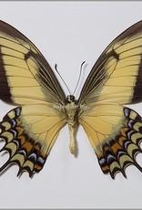 Heraclides (Papilio) androgeus M A1 Upper Huallaga Valley, Peru