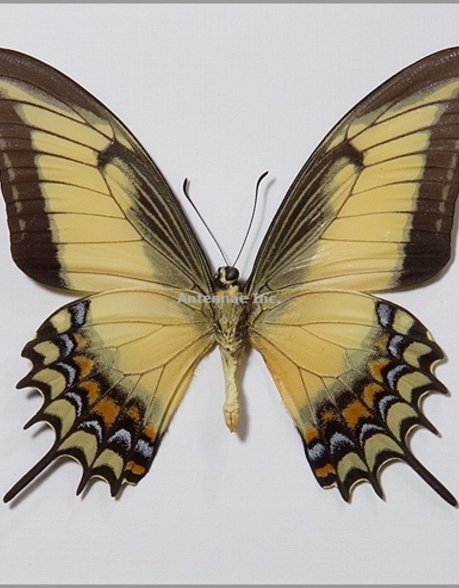 Heraclides (Papilio) androgeus M A1 Upper Huallaga Valley, Peru