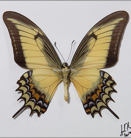 Papilio androgeus M A1 Upper Huallaga Valley, Peru
