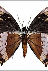 Papilio warscewiczii warscewiczi M A1 Bolivia