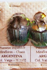 Phanaeus imperator PAIR A1 Argentina 1.5-2.0 cm
