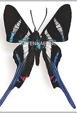 Rhetus arcius M A1/A1- Upper Huallaga Valley, Peru