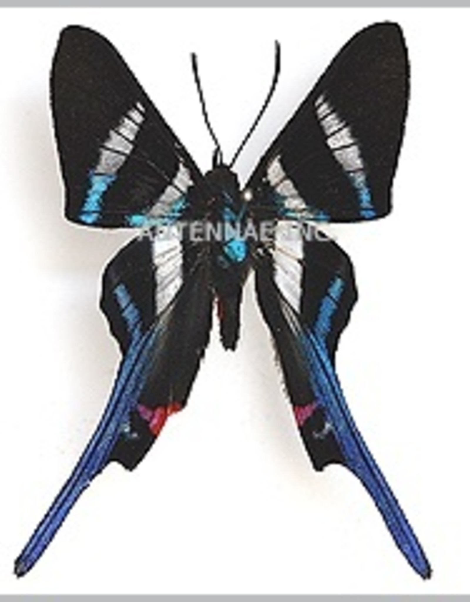 Rhetus arcius M A1/A1- Upper Huallaga Valley, Peru