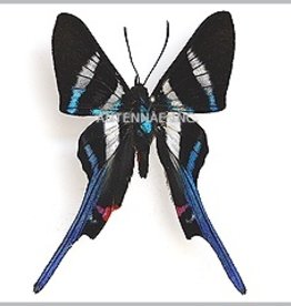Rhetus arcius M A1/A1- Upper Huallaga Valley, Peru