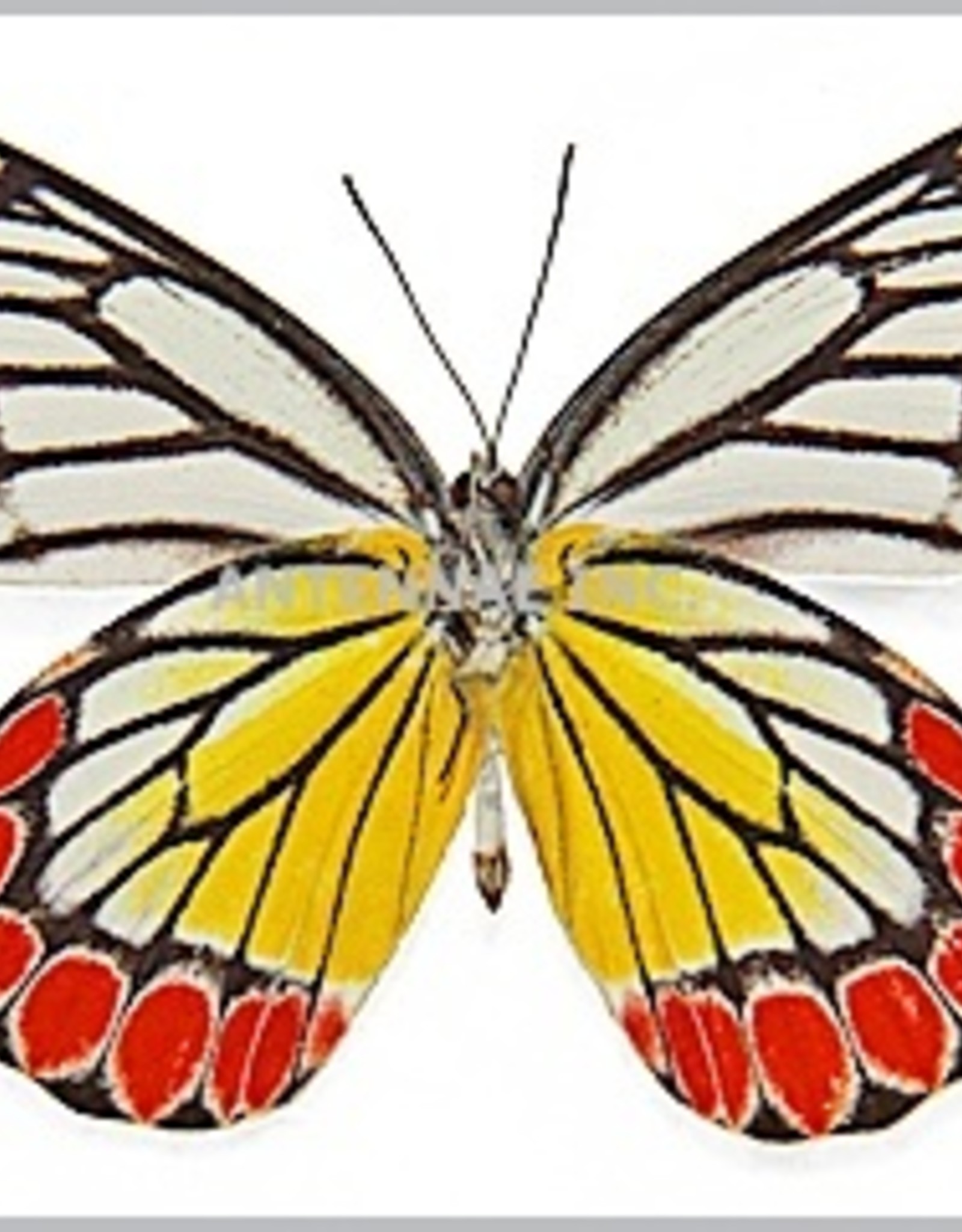 Delias eucharis M A1 Sri Lanka