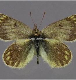 Colias (weberbaueri) blameyi M A1 Argentina