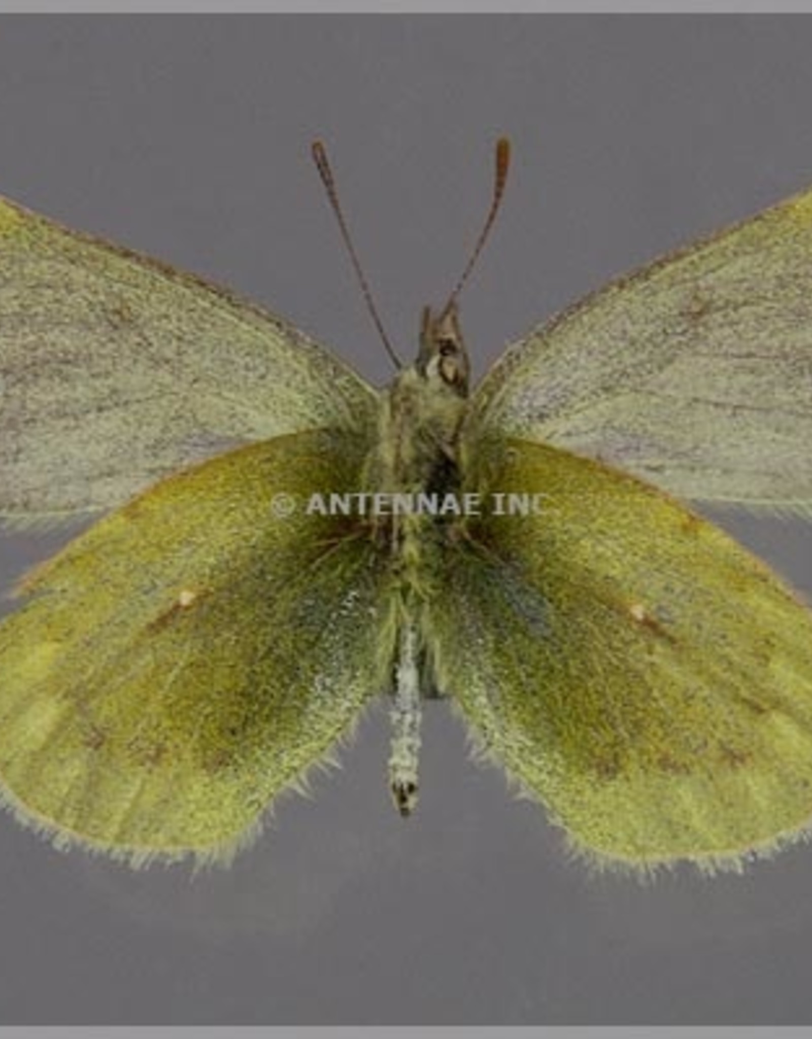 Colias (weberbaueri) blameyi M A1 Argentina