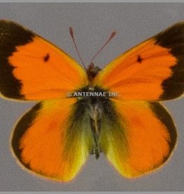 Colias vauthieri ssp. PAIR A1 Argentina