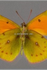 Colias vauthieri ssp. PAIR A1 Argentina