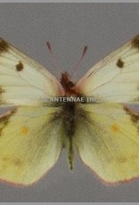 Colias vauthieri ssp. PAIR A1 Argentina