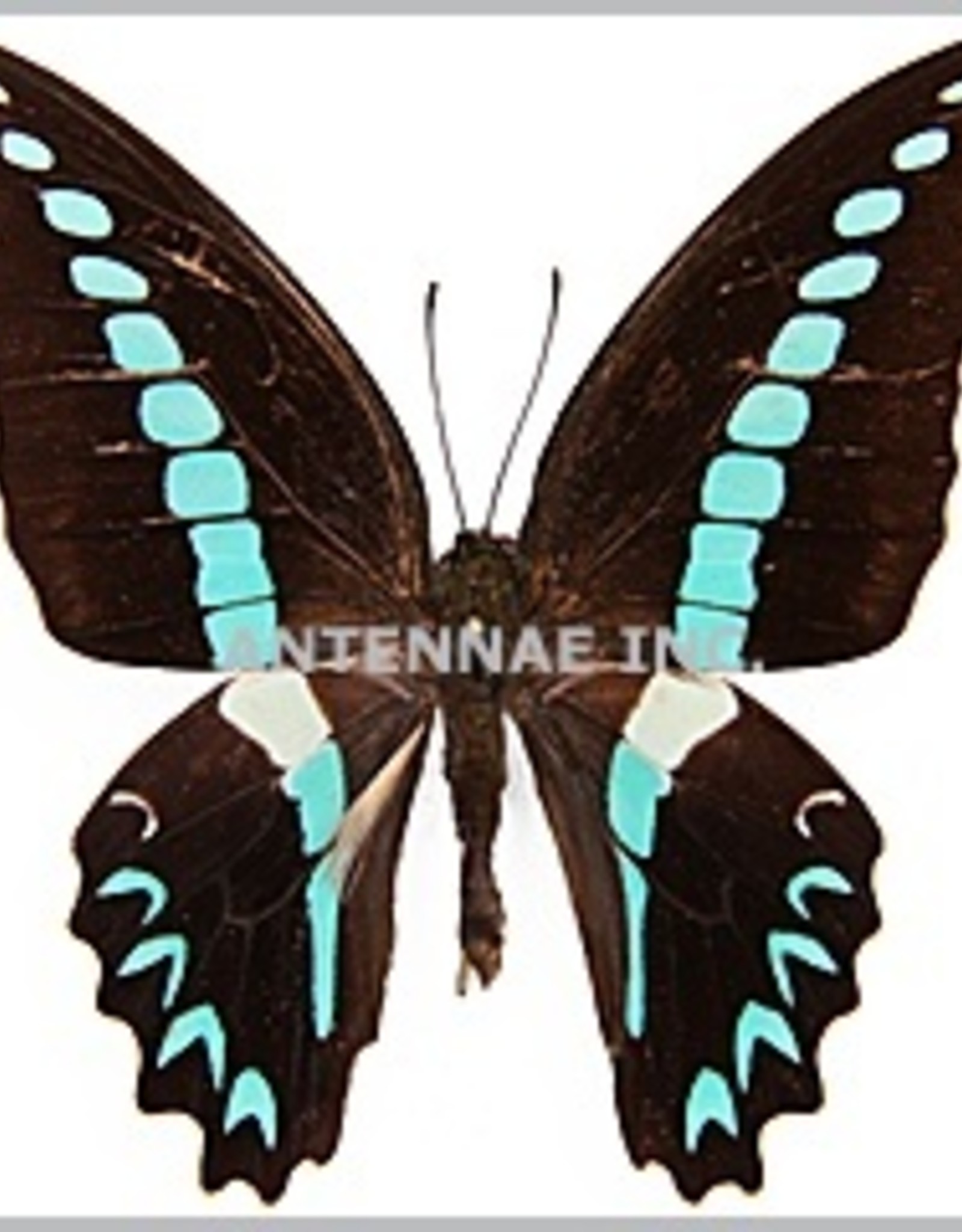 Graphium milon halesis M A1 Ambon Island, Indonesia